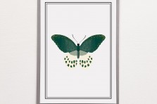 Carte Papillon vert