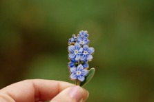 Pin's fleur - Myosotis